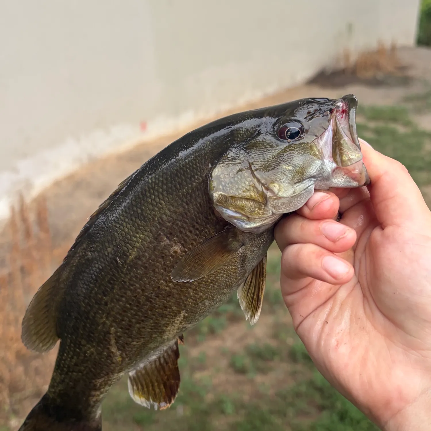 Smallmouth bass caught on Fishbrain