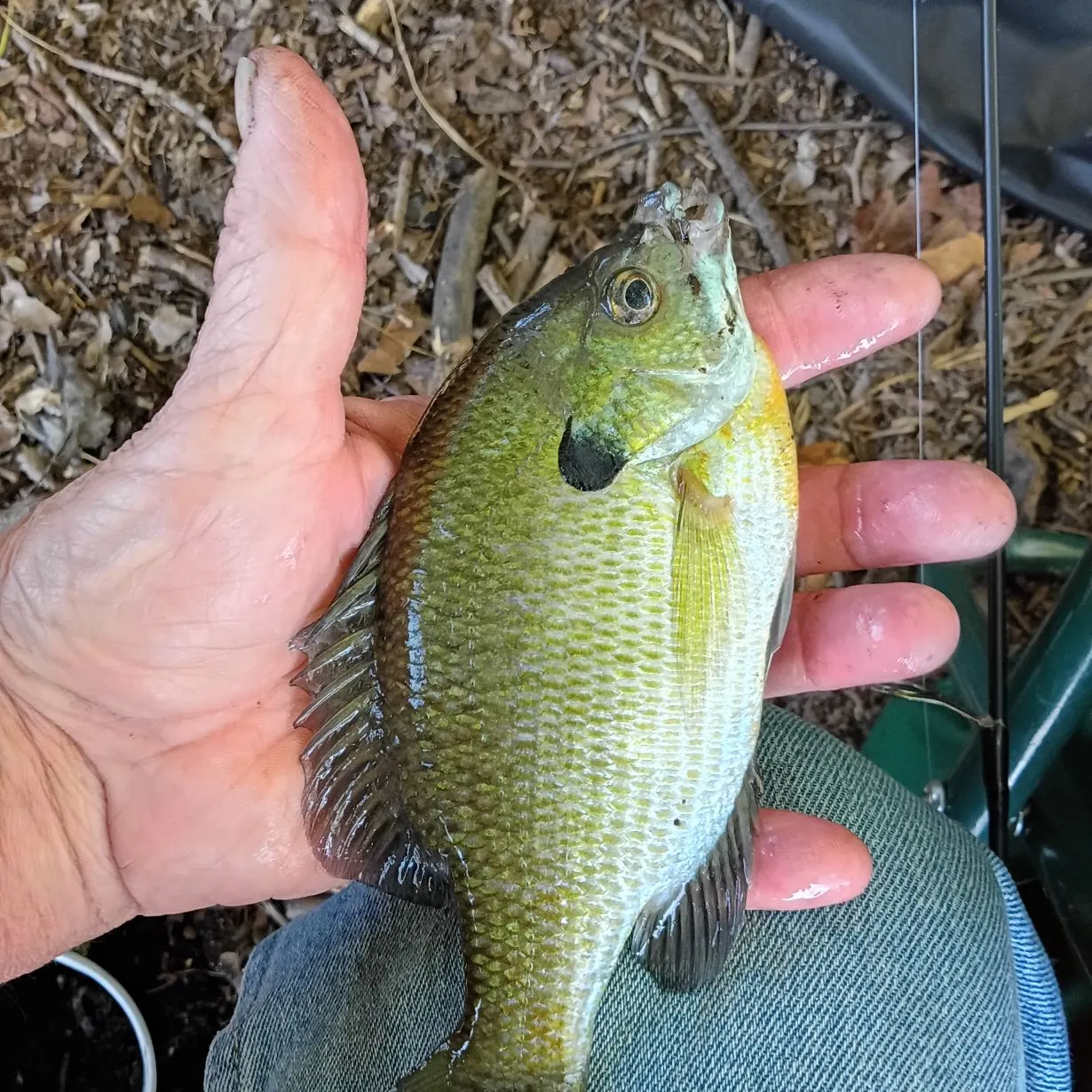 Bluegill caught on Fishbrain