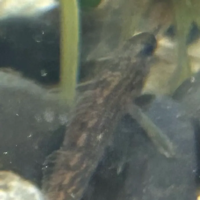 The most recent Swamp darter catches on Fishbrain