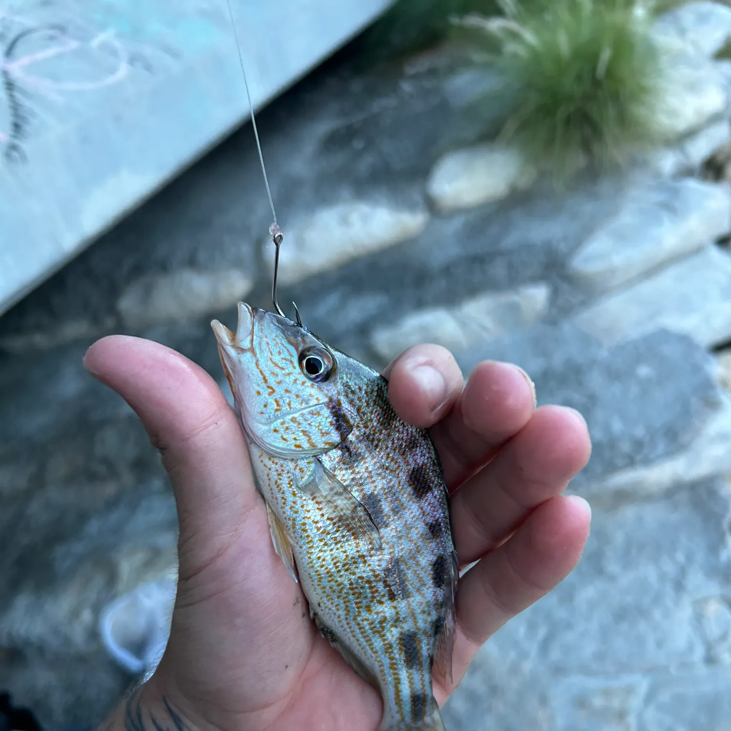 Atlantic croaker caught on Fishbrain