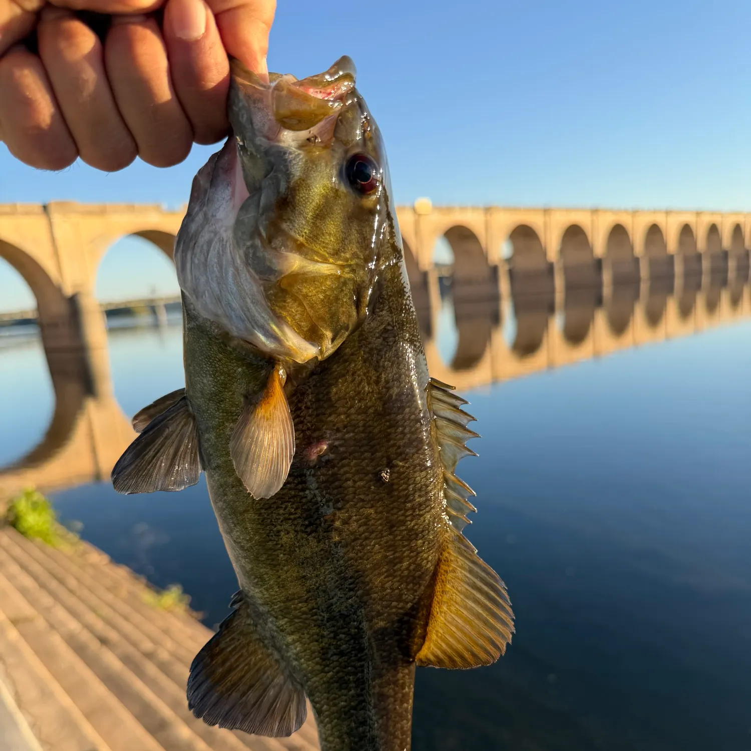 Smallmouth bass caught on Fishbrain