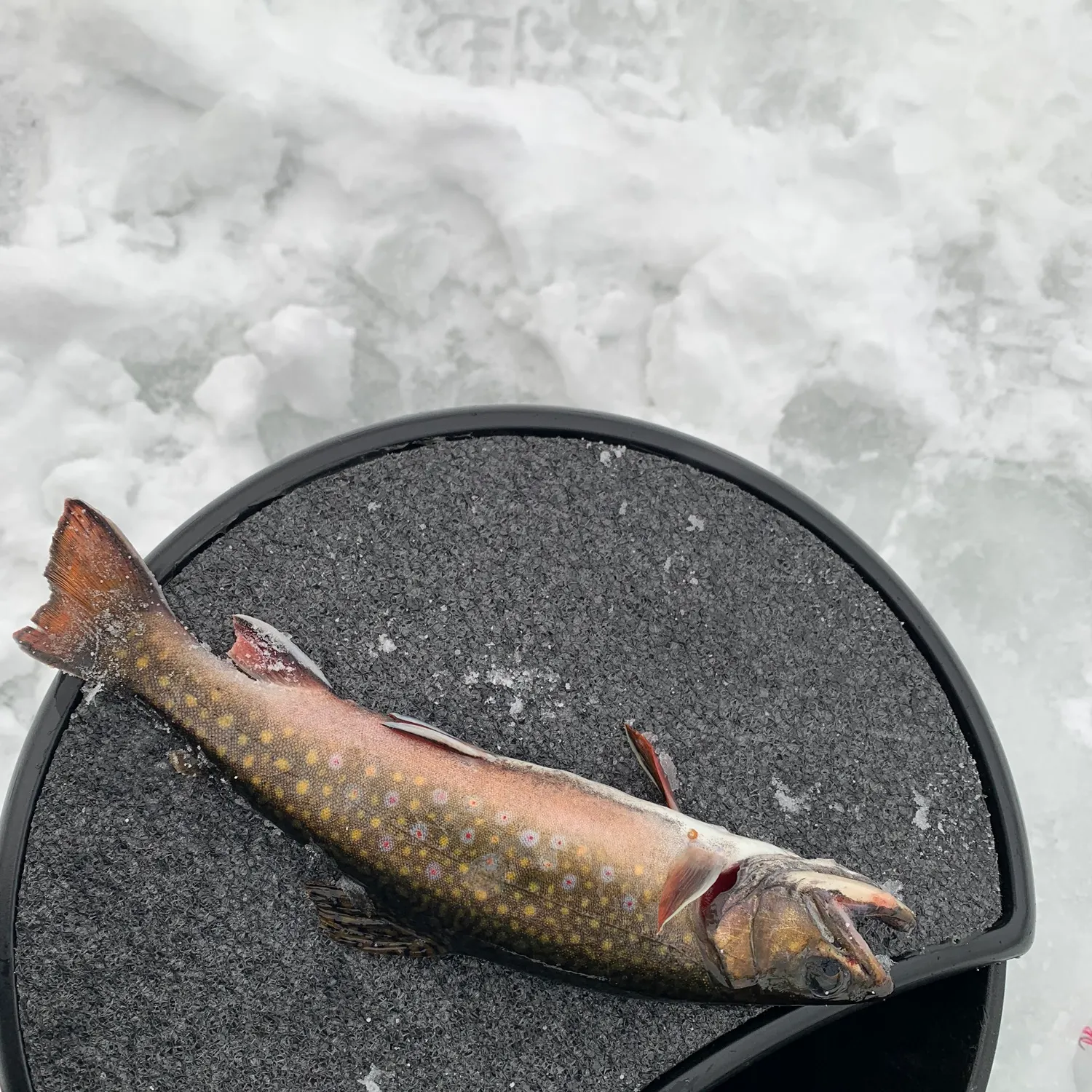 The most recent Brook trout catches on Fishbrain