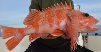 Blackbelly rosefish