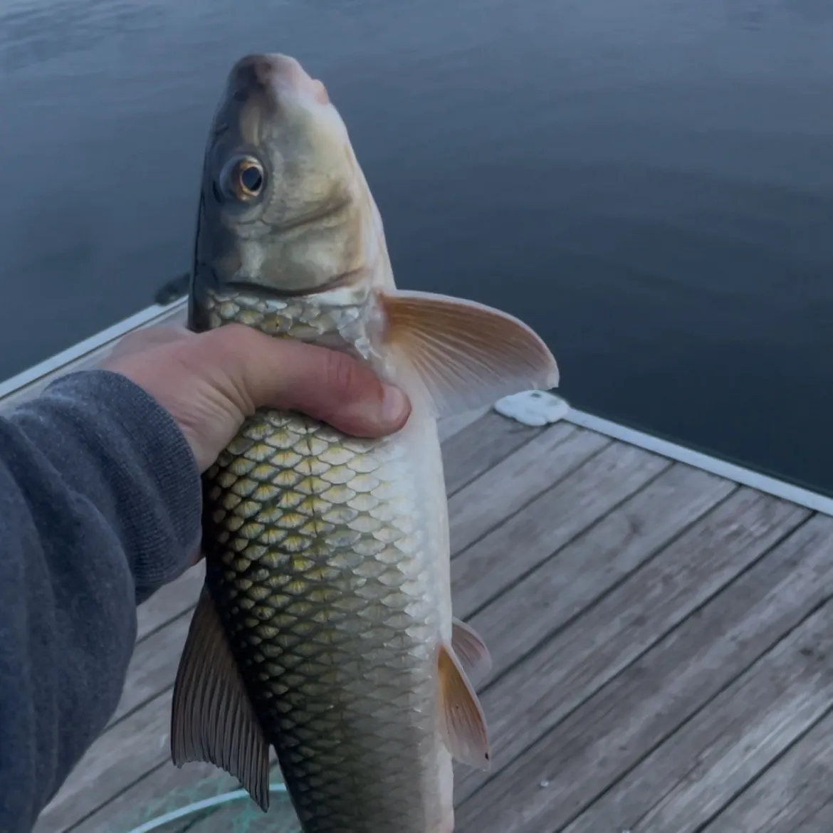 Golden redhorse caught on Fishbrain