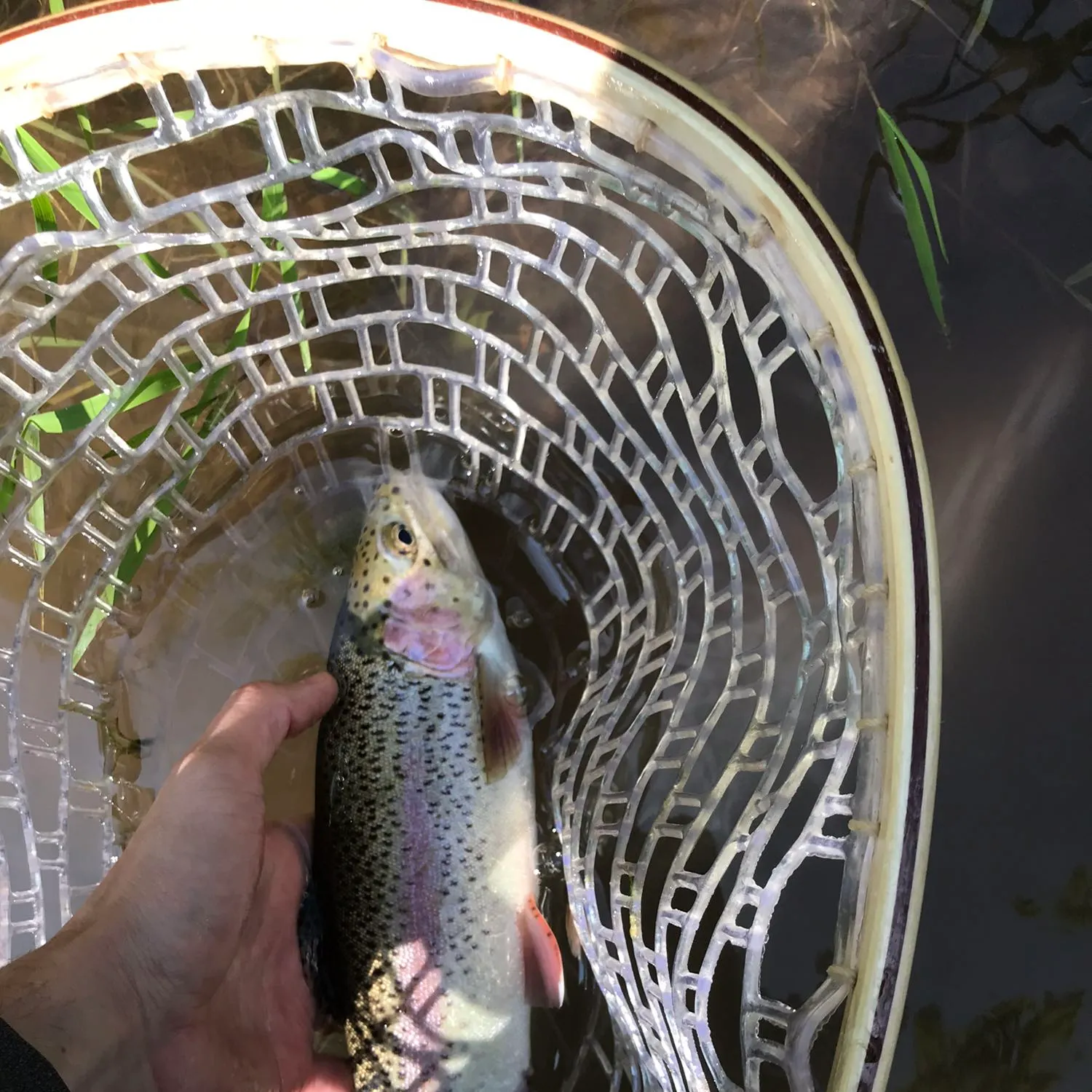 Rainbow trout caught on Fishbrain