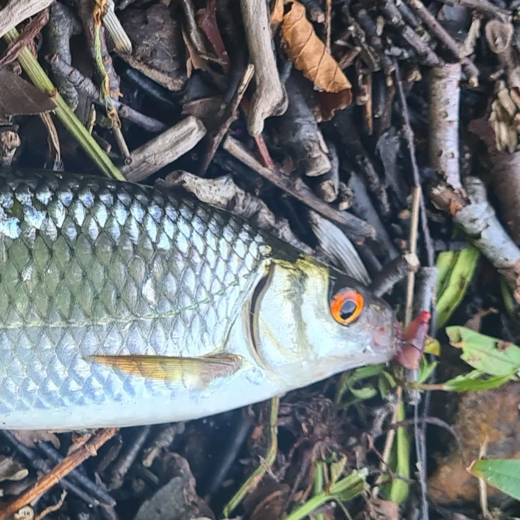 Common roach caught on Fishbrain