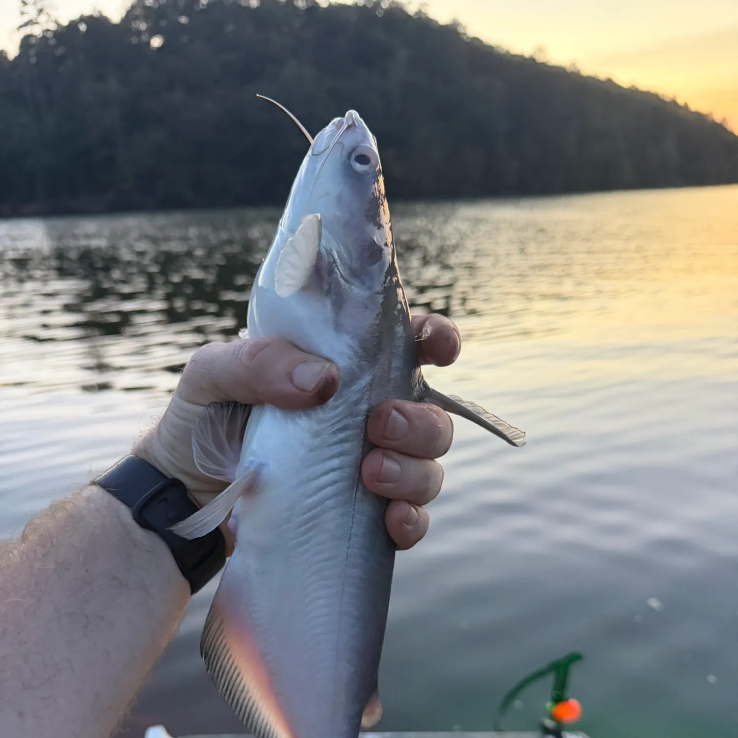 Blue catfish caught on Fishbrain