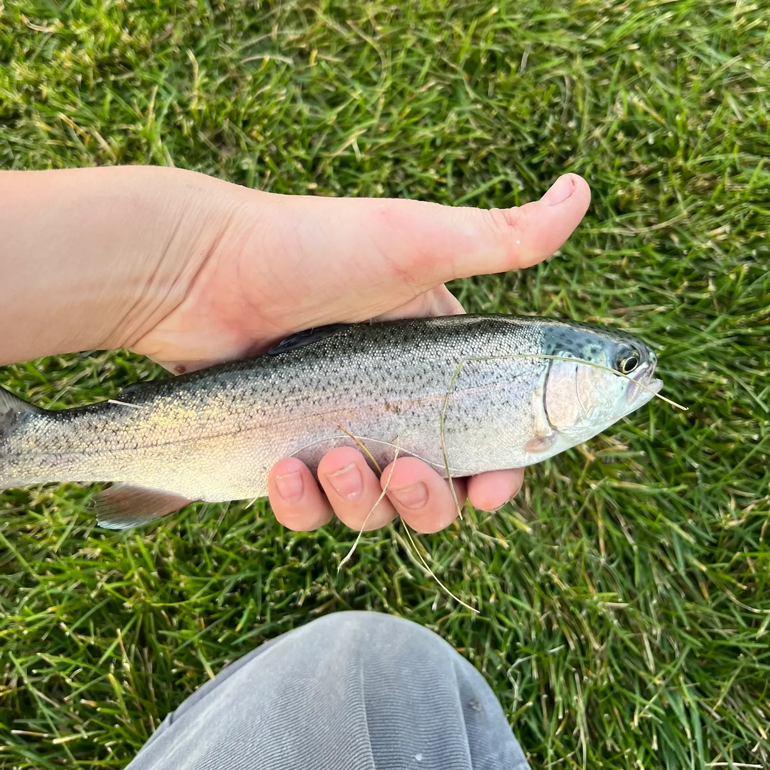Rainbow trout caught on Fishbrain