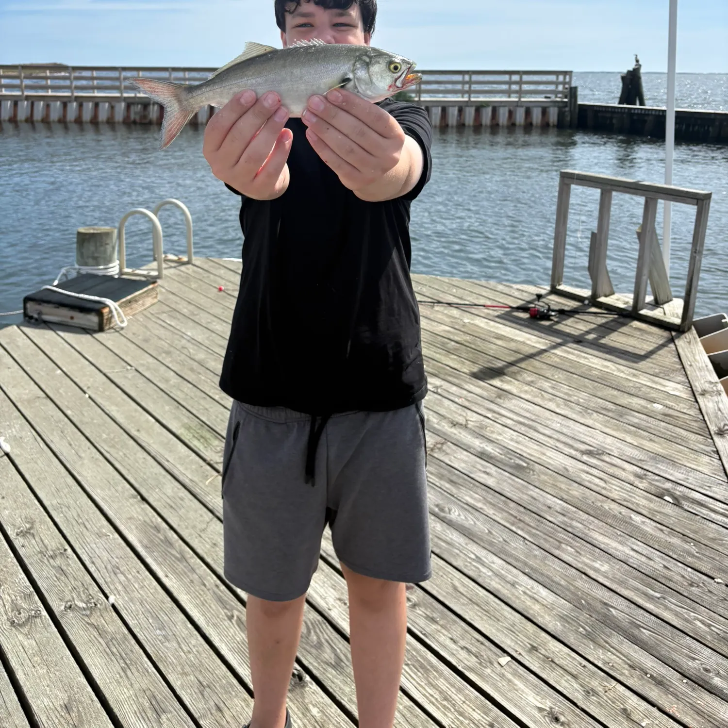 Bluefish caught on Fishbrain