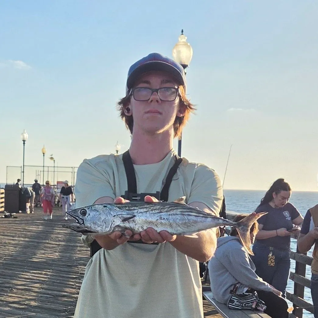 The most recent Pacific bonito catches on Fishbrain