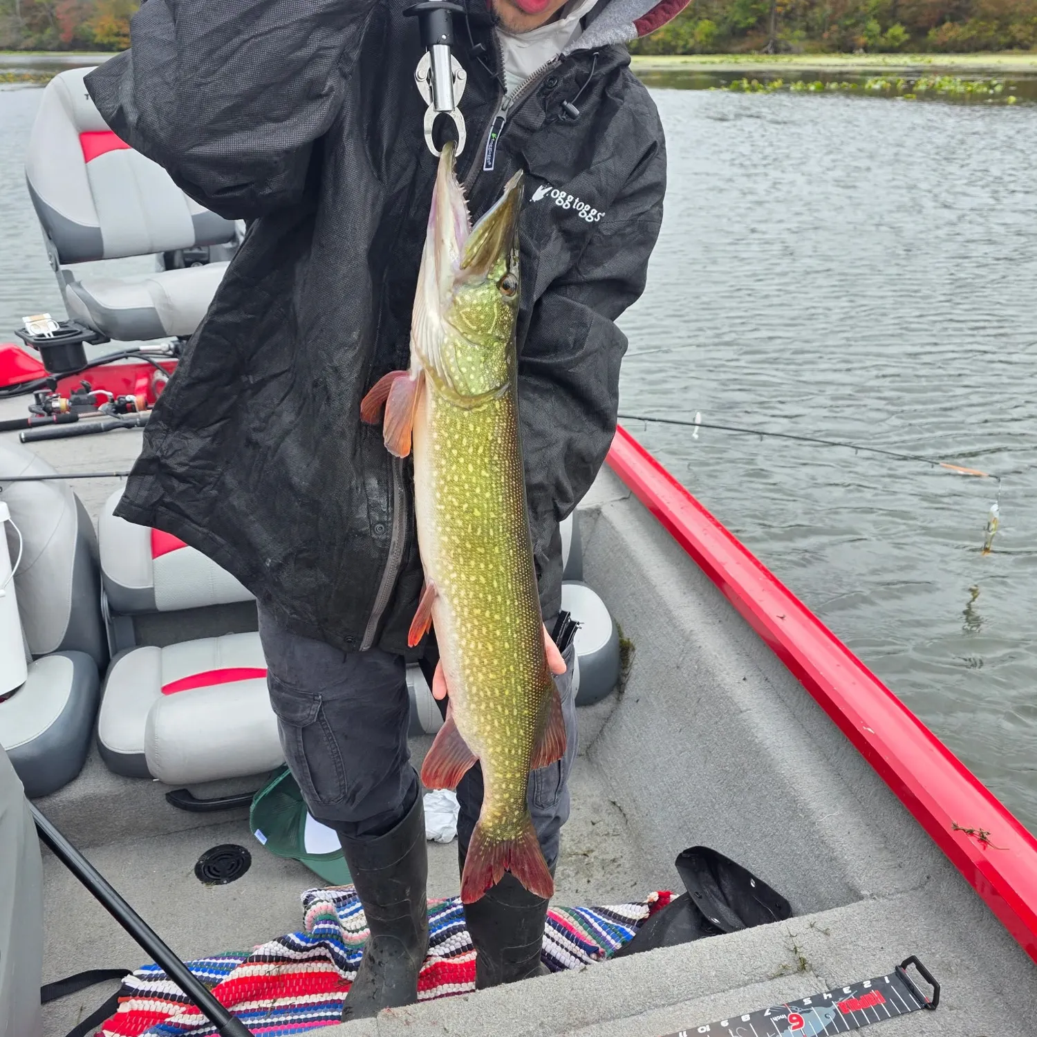 The most recent Northern pike x Chain pickerel catches on Fishbrain