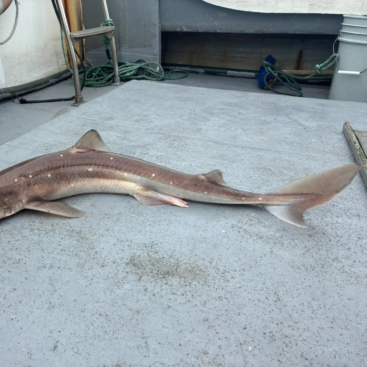 Pacific spiny dogfish caught on Fishbrain