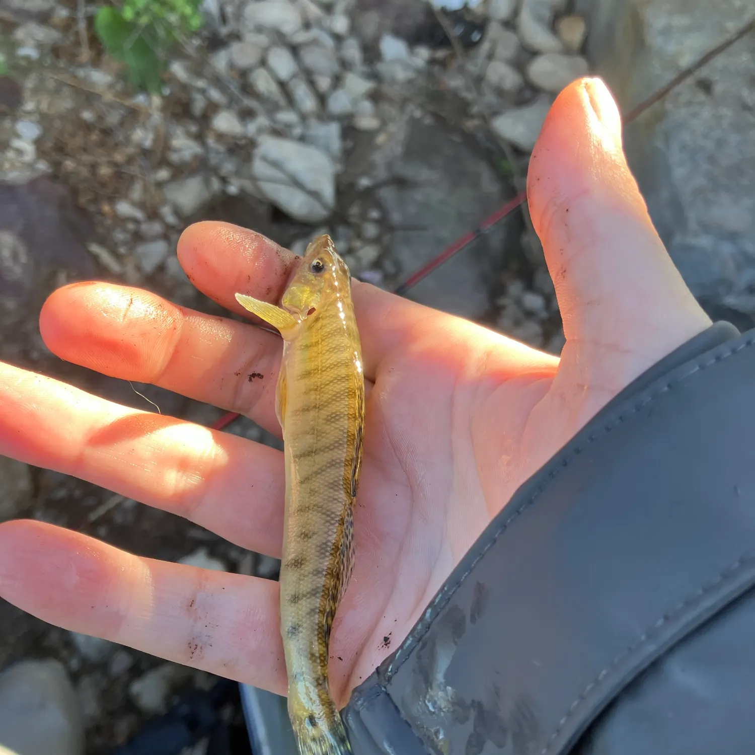 The most recent Common logperch catches on Fishbrain