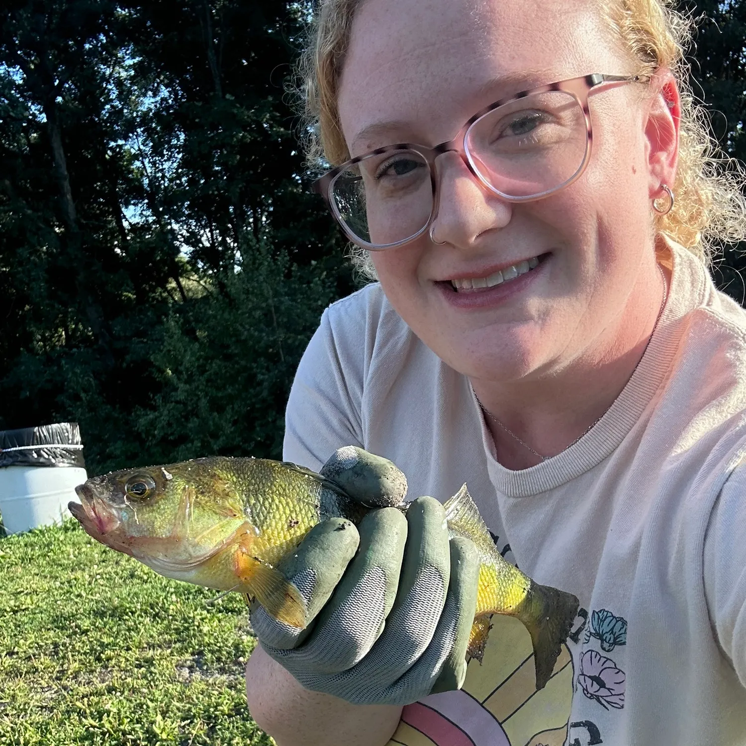 Yellow perch caught on Fishbrain