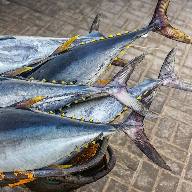 The most recent Yellowfin tuna catches on Fishbrain