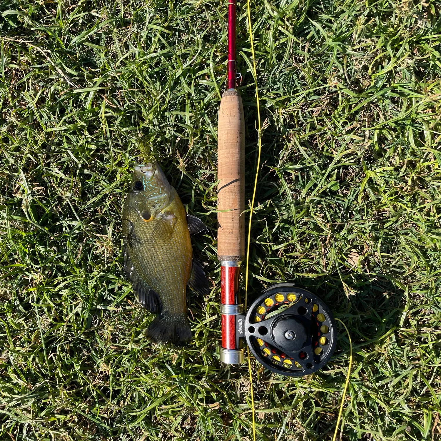 Green sunfish caught on Fishbrain
