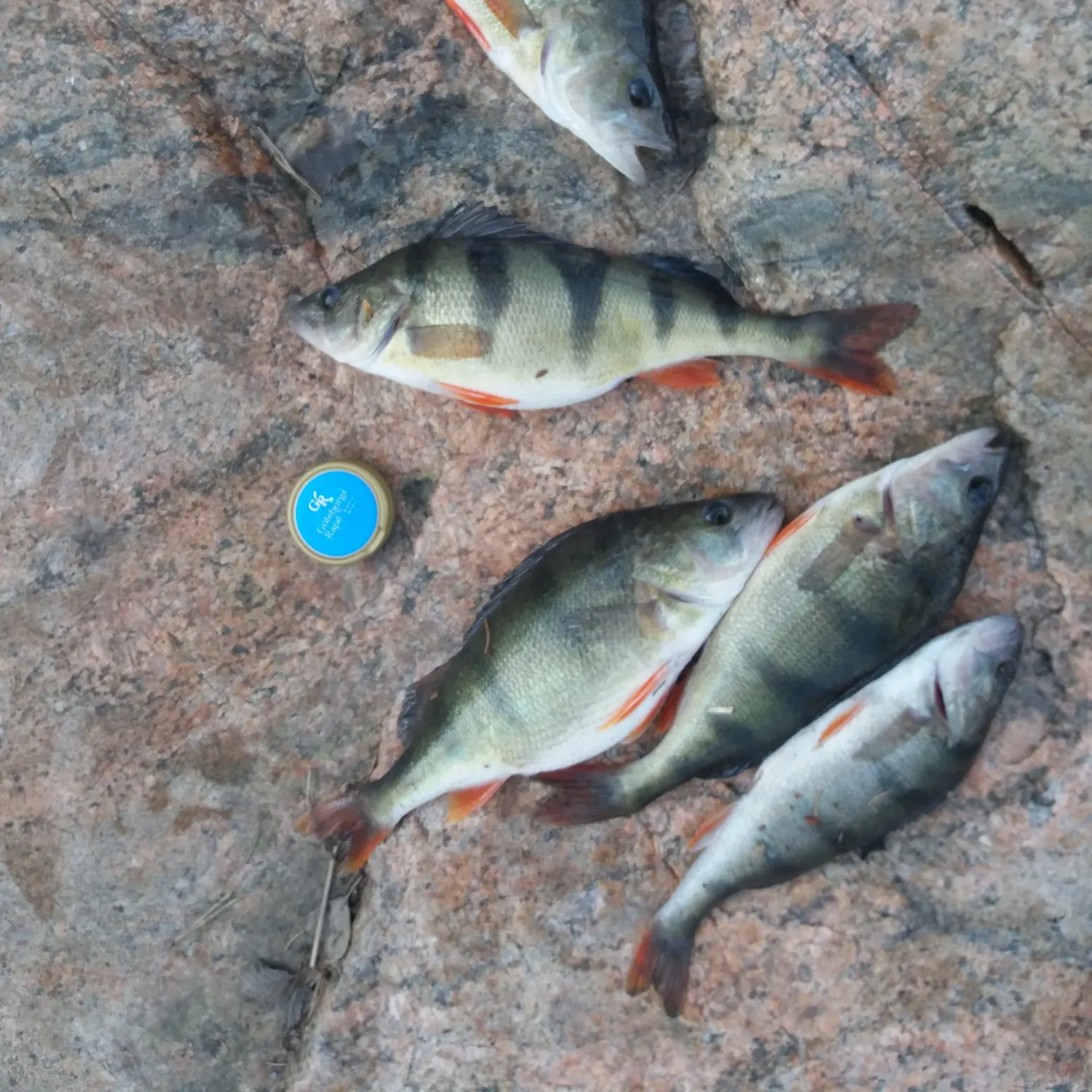 recently logged catches