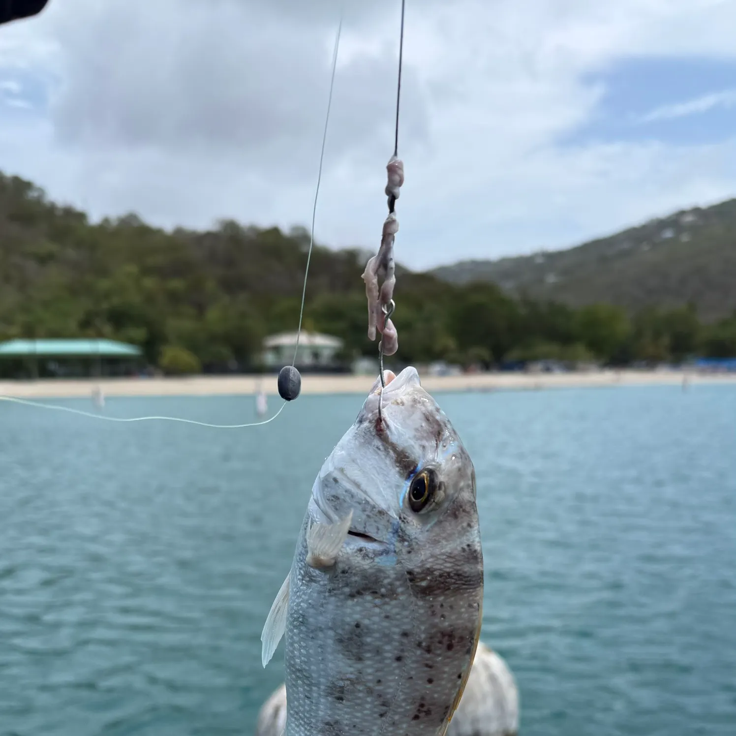 The most recent Jolthead porgy catches on Fishbrain