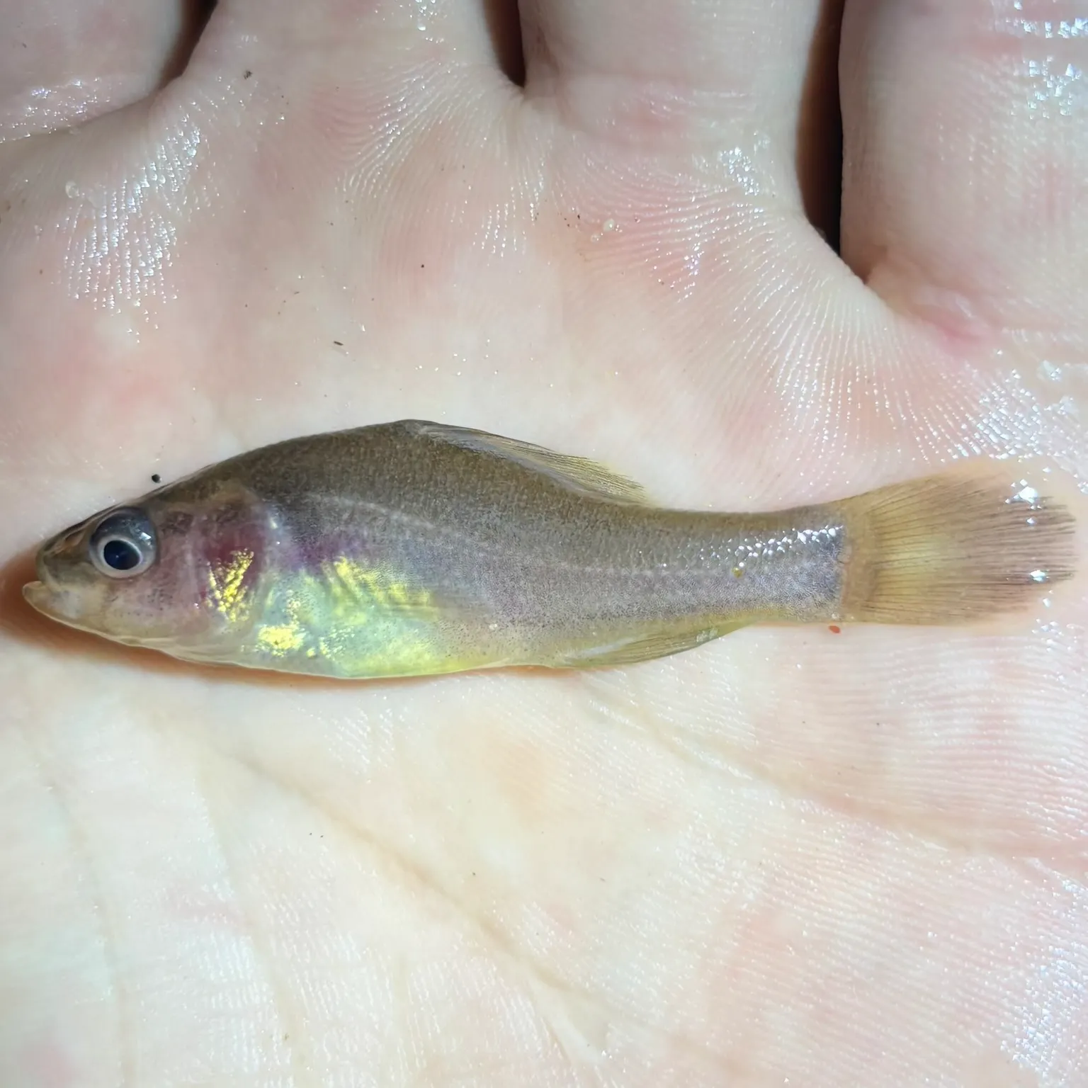 The most recent Blackstripe pirate perch catches on Fishbrain