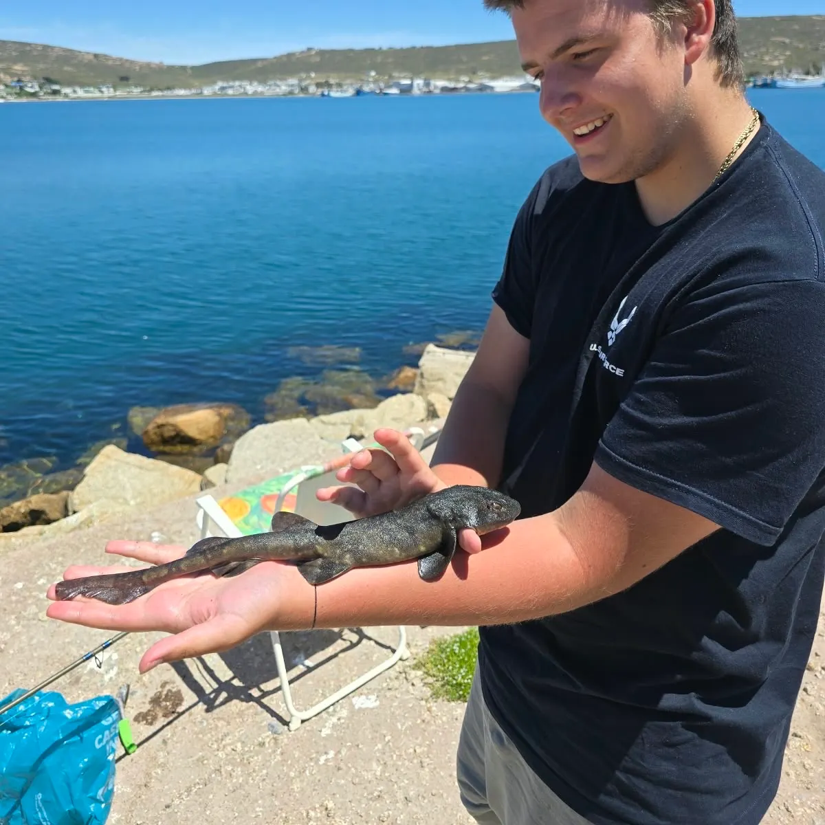 The most recent Brown shyshark catches on Fishbrain