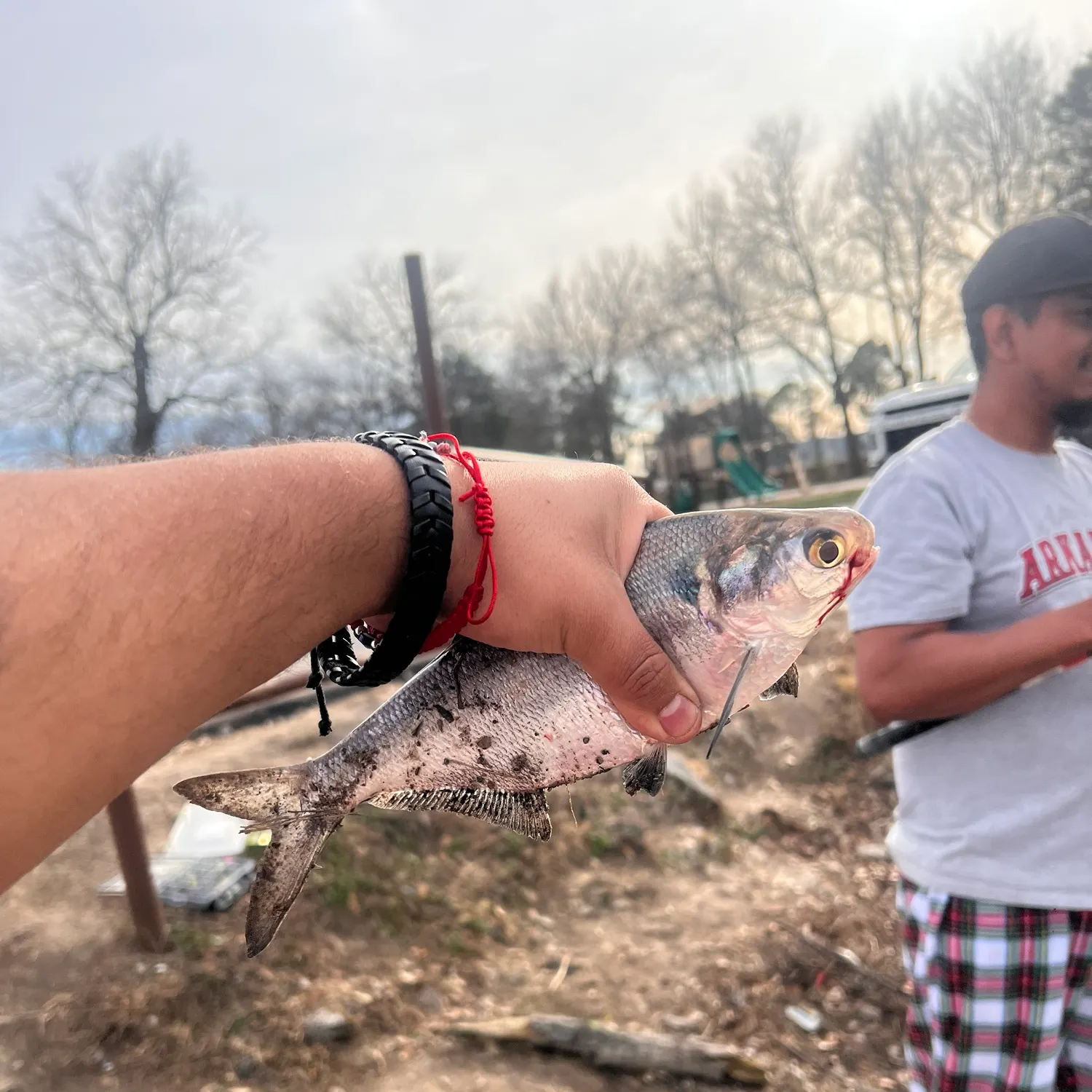 The most recent American gizzard shad catches on Fishbrain