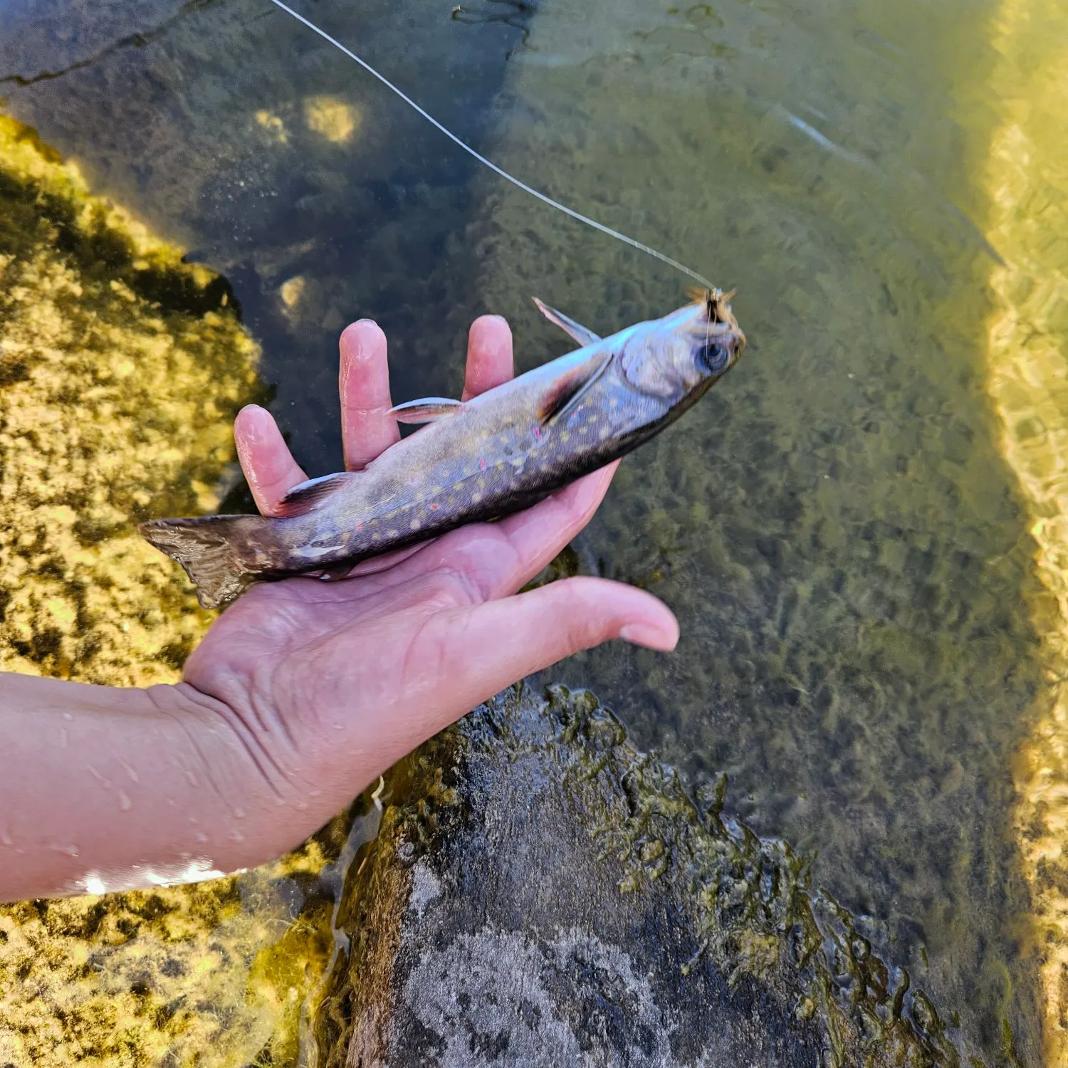Brook trout caught on Fishbrain