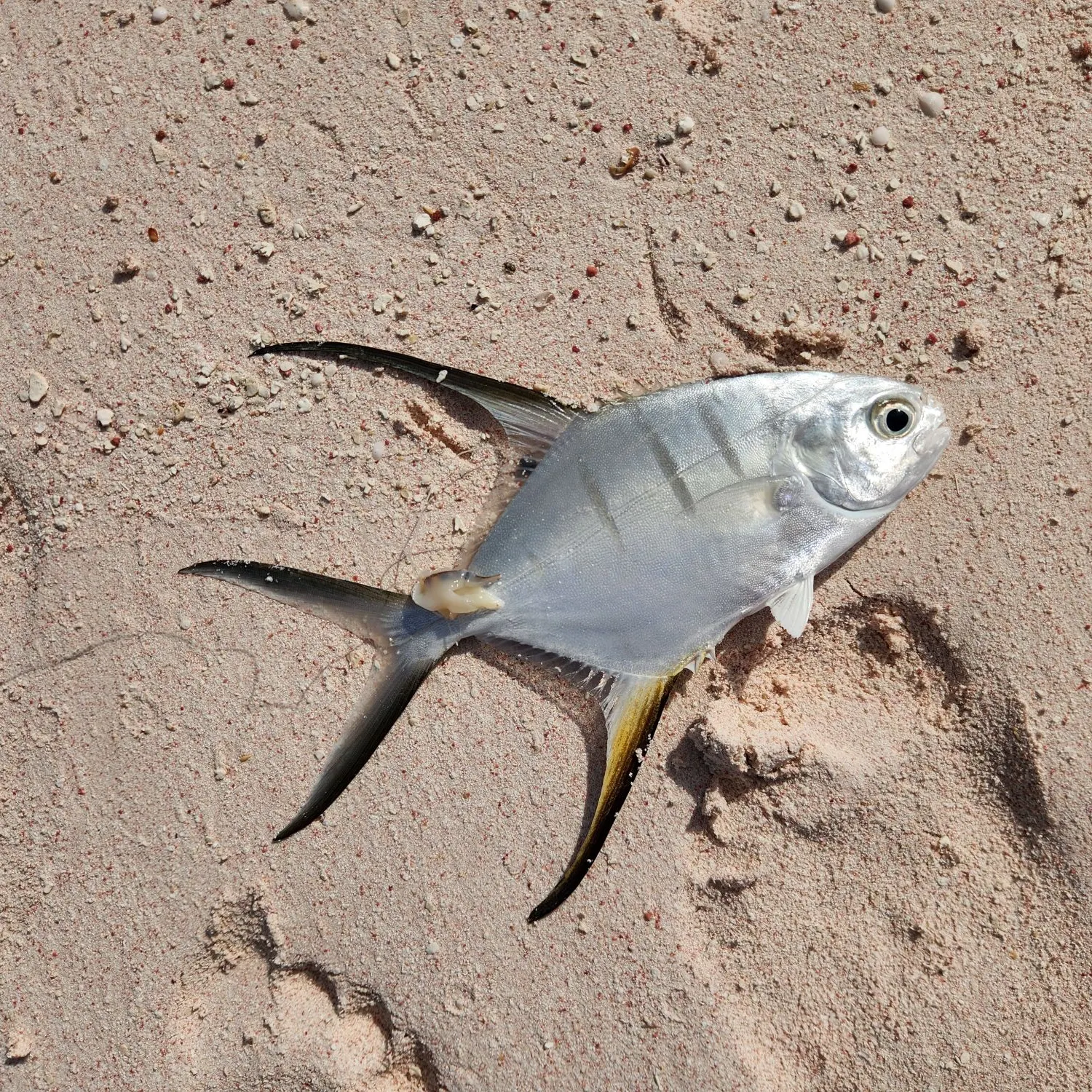 The most recent Palometa catches on Fishbrain