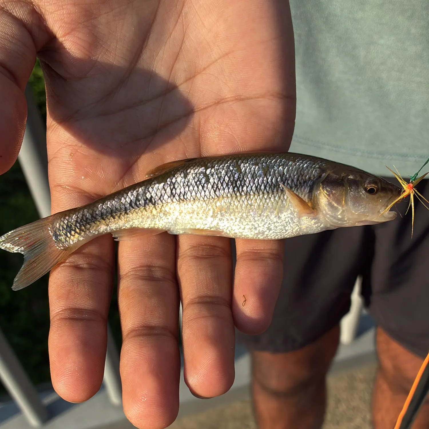 The most recent Redspot chub catches on Fishbrain