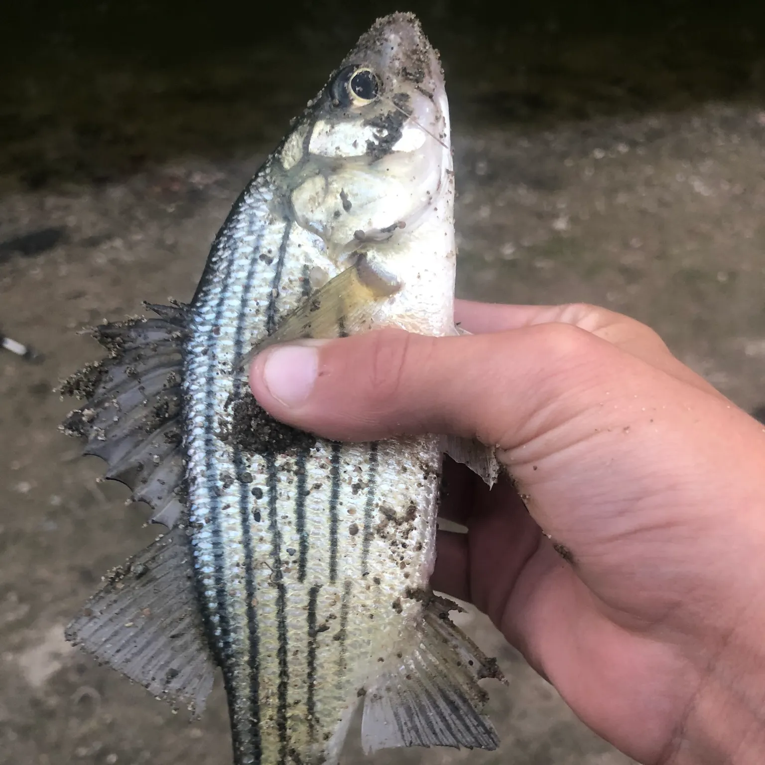 The most recent Yellow bass catches on Fishbrain