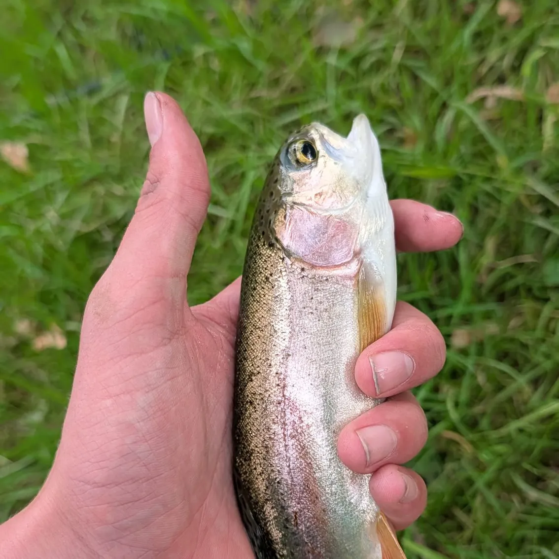 Rainbow trout caught on Fishbrain