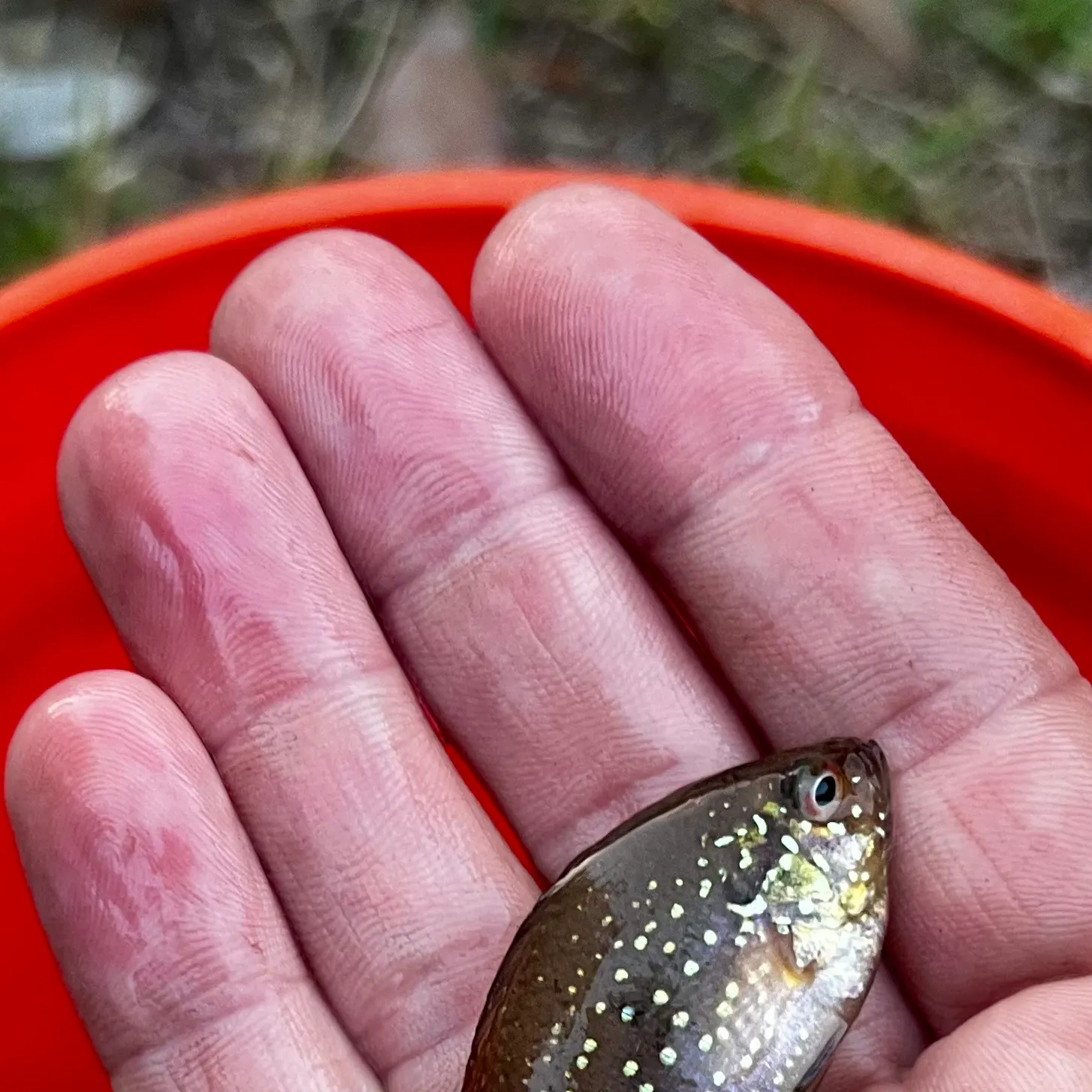 The most recent Bluespotted sunfish catches on Fishbrain