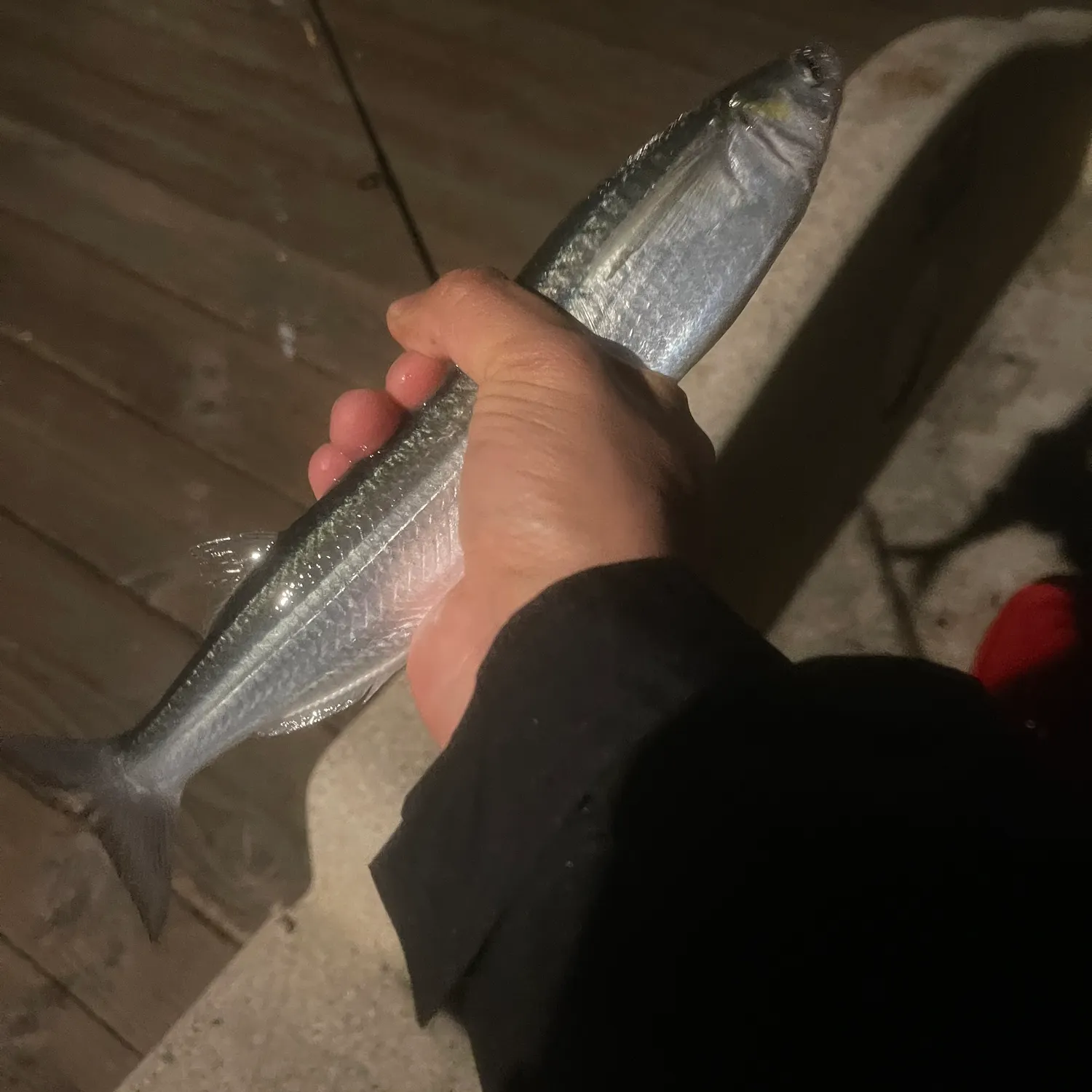 The most recent Surf smelt catches on Fishbrain