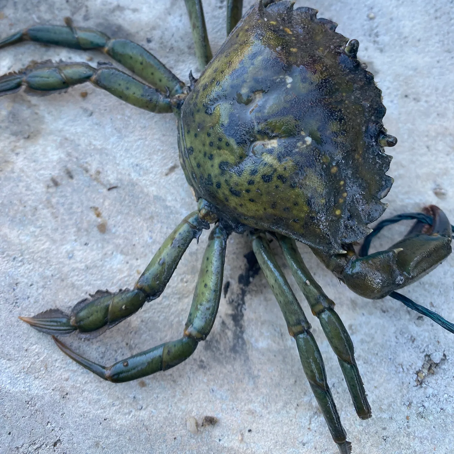 Green crab caught on Fishbrain