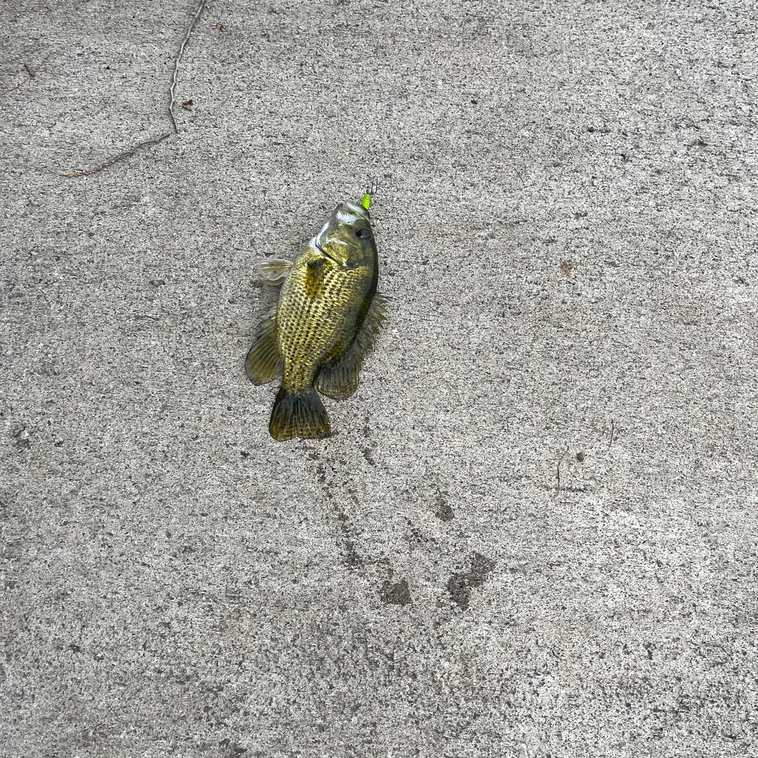 Rock bass caught on Fishbrain