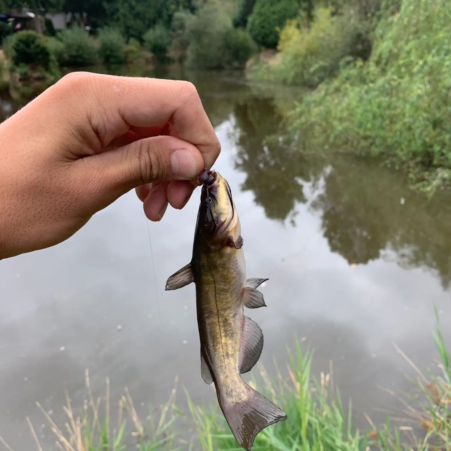 Brown bullhead caught on Fishbrain