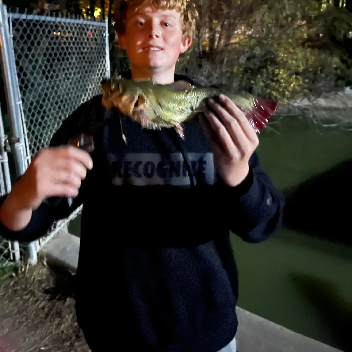 Yellow bullhead caught on Fishbrain