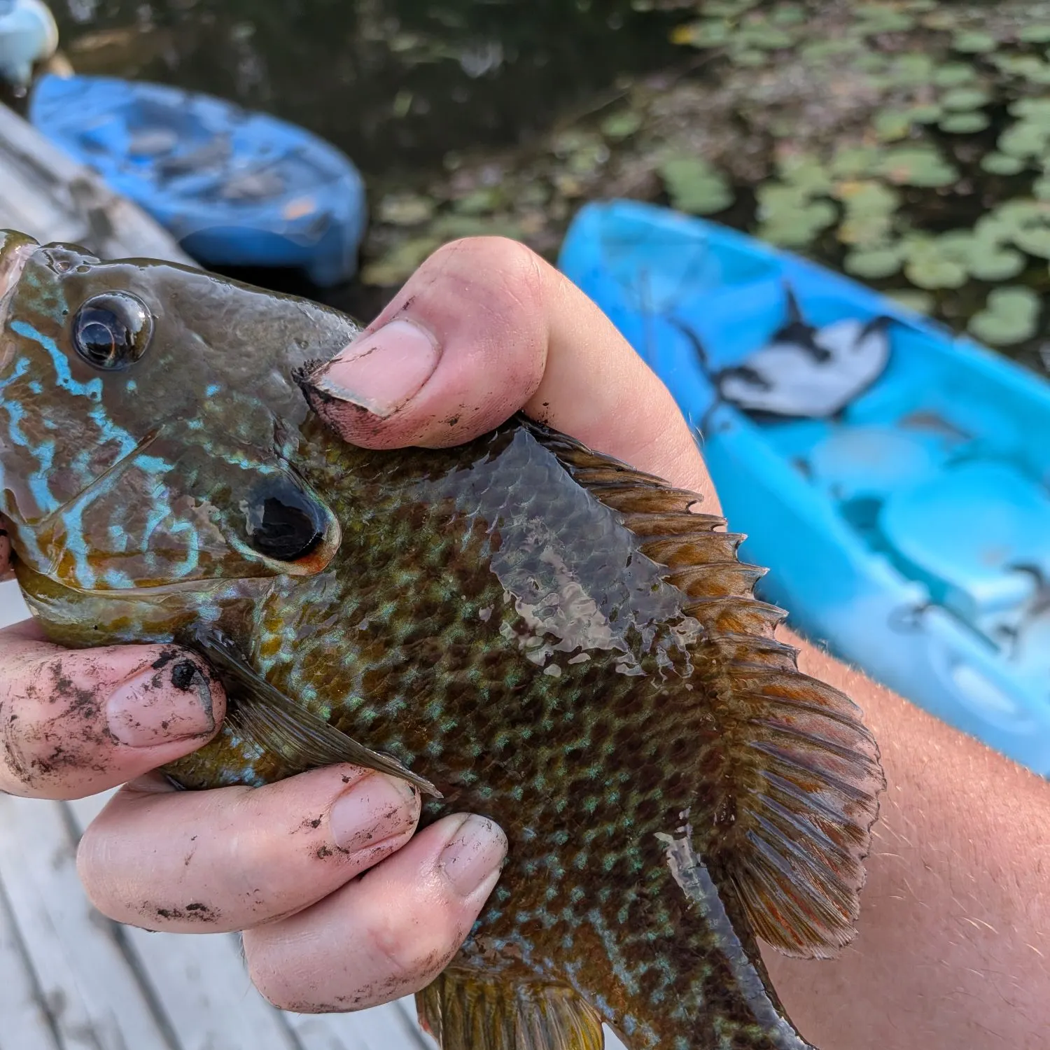 Pumpkinseed caught on Fishbrain