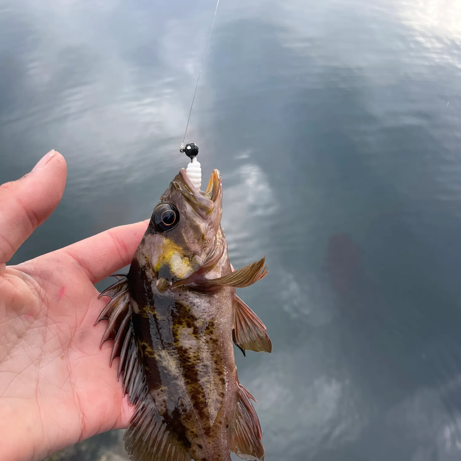 The most recent Copper rockfish catches on Fishbrain