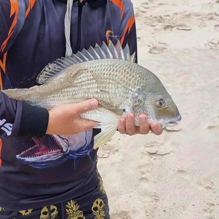 The most recent Surf bream catches on Fishbrain