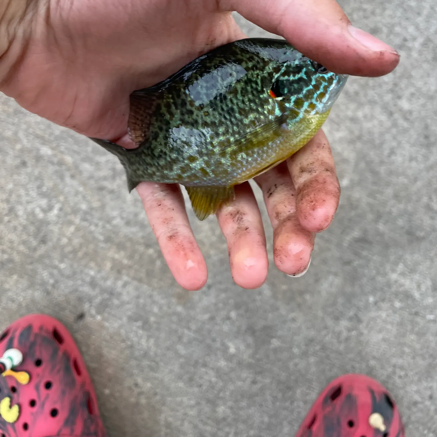 Pumpkinseed caught on Fishbrain