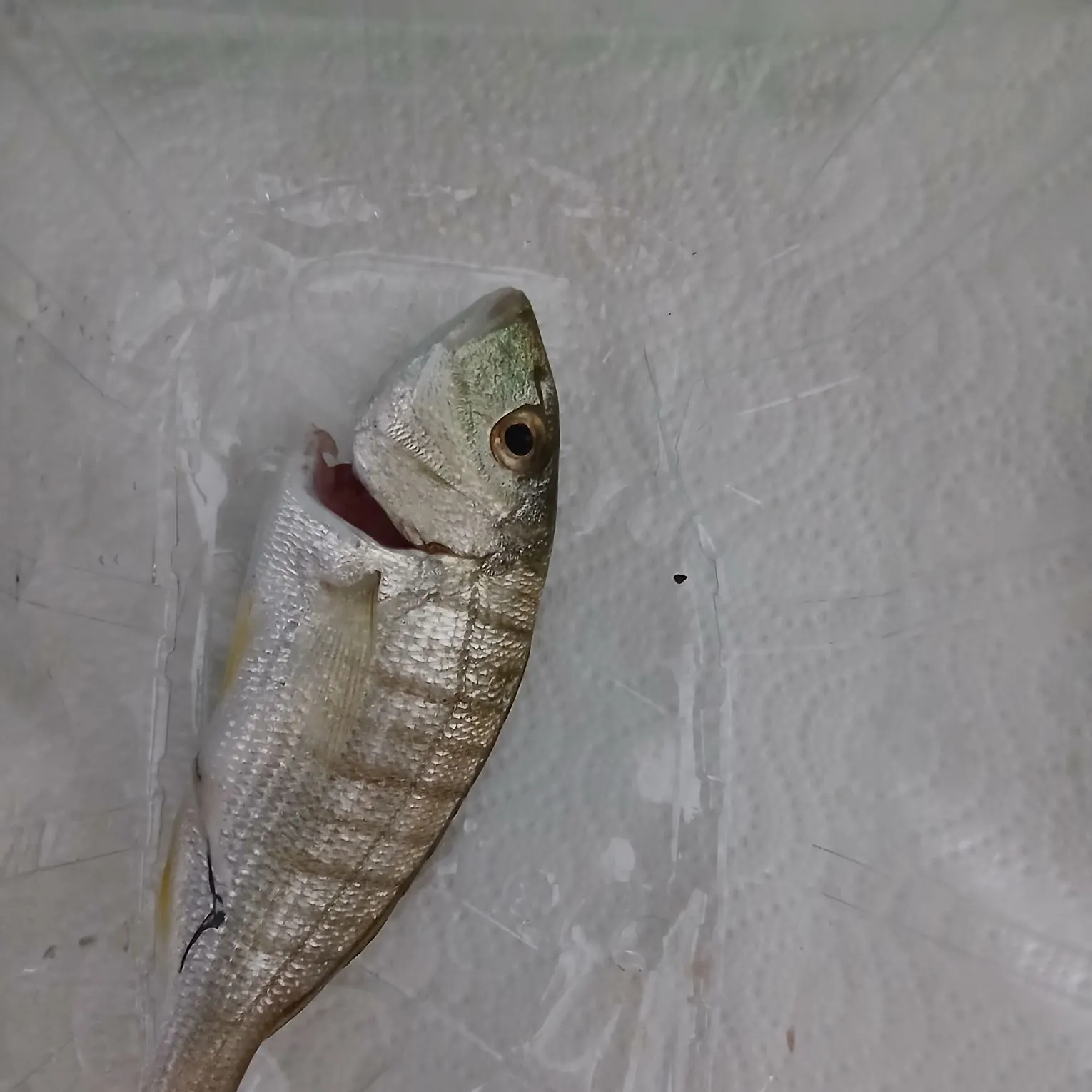 Striped seabream caught on Fishbrain