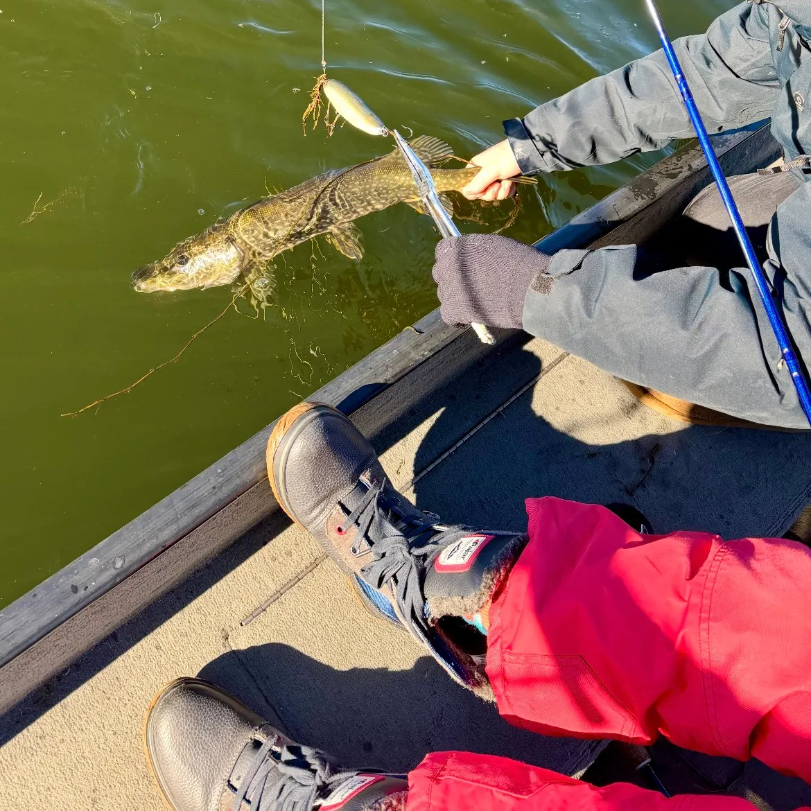 Fish caught on Fishbrain