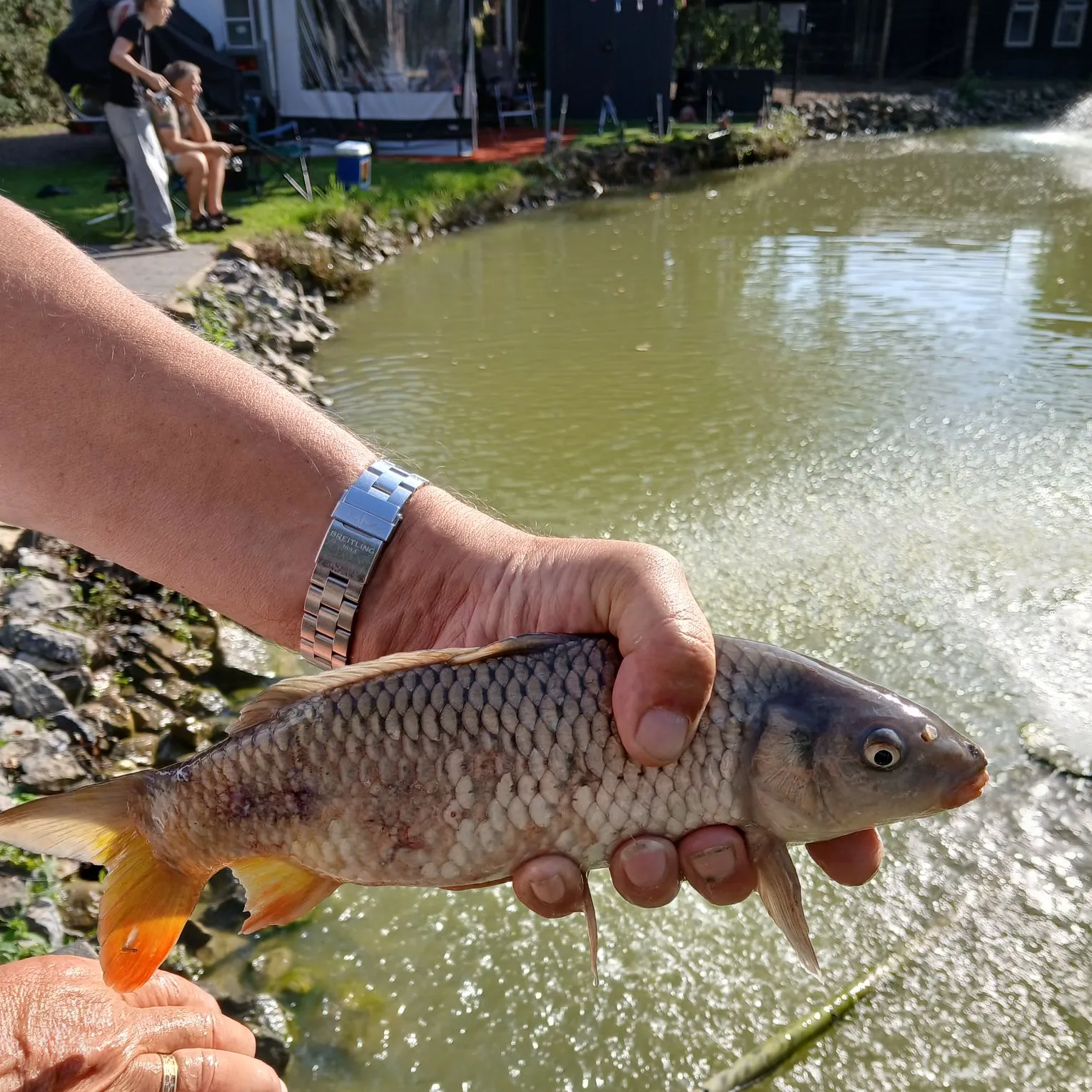 Common carp caught on Fishbrain