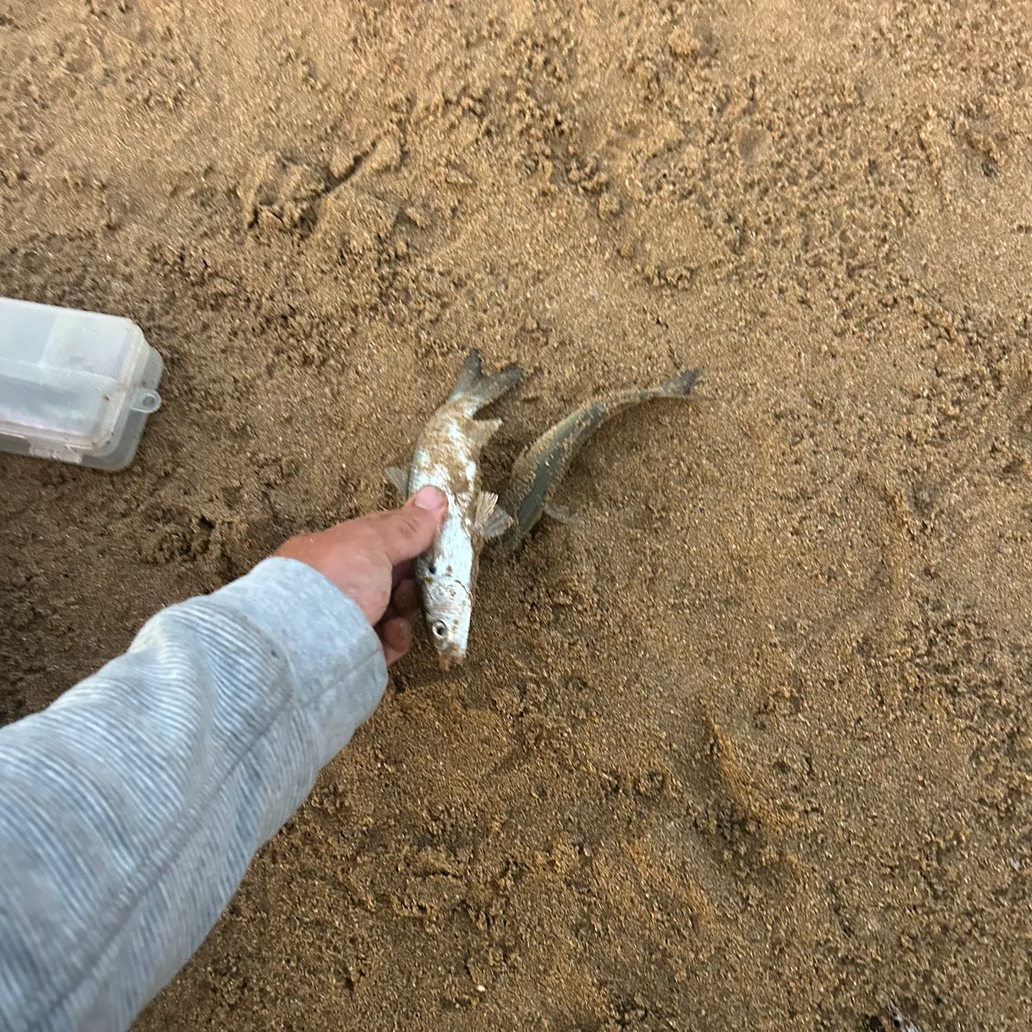 The most recent Striped mullet catches on Fishbrain