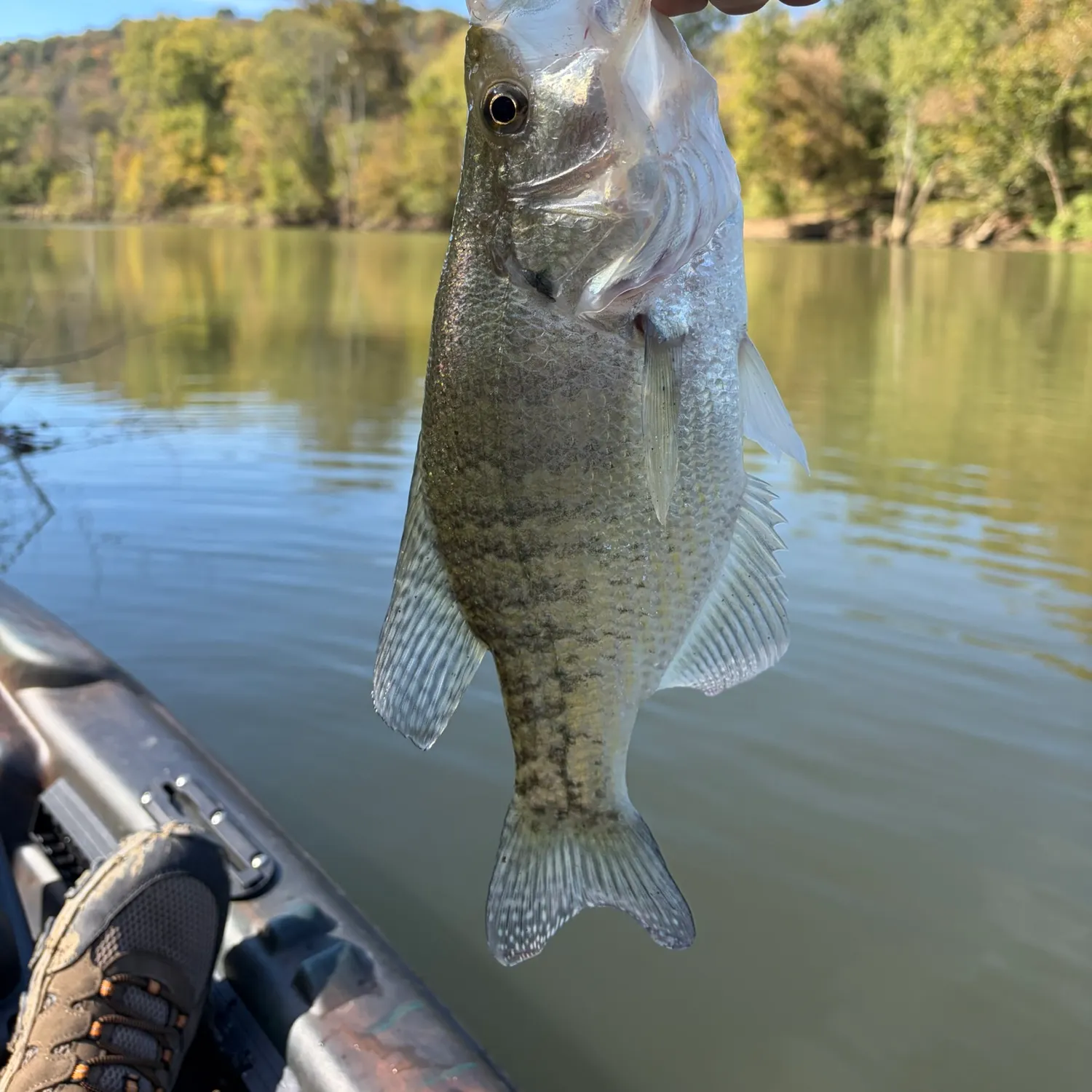White crappie caught on Fishbrain