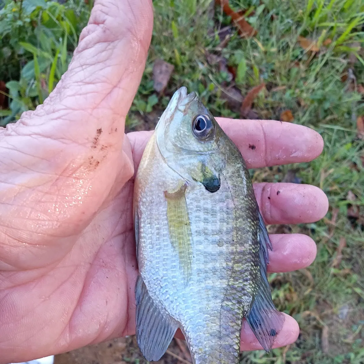 Bluegill caught on Fishbrain