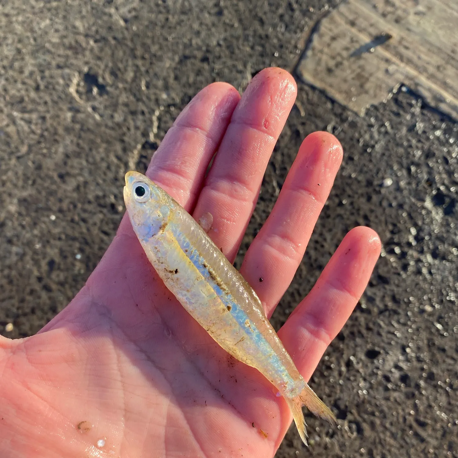 The most recent Australian anchovy catches on Fishbrain