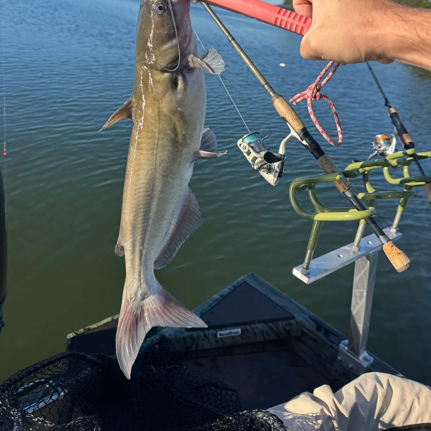 Channel catfish caught on Fishbrain