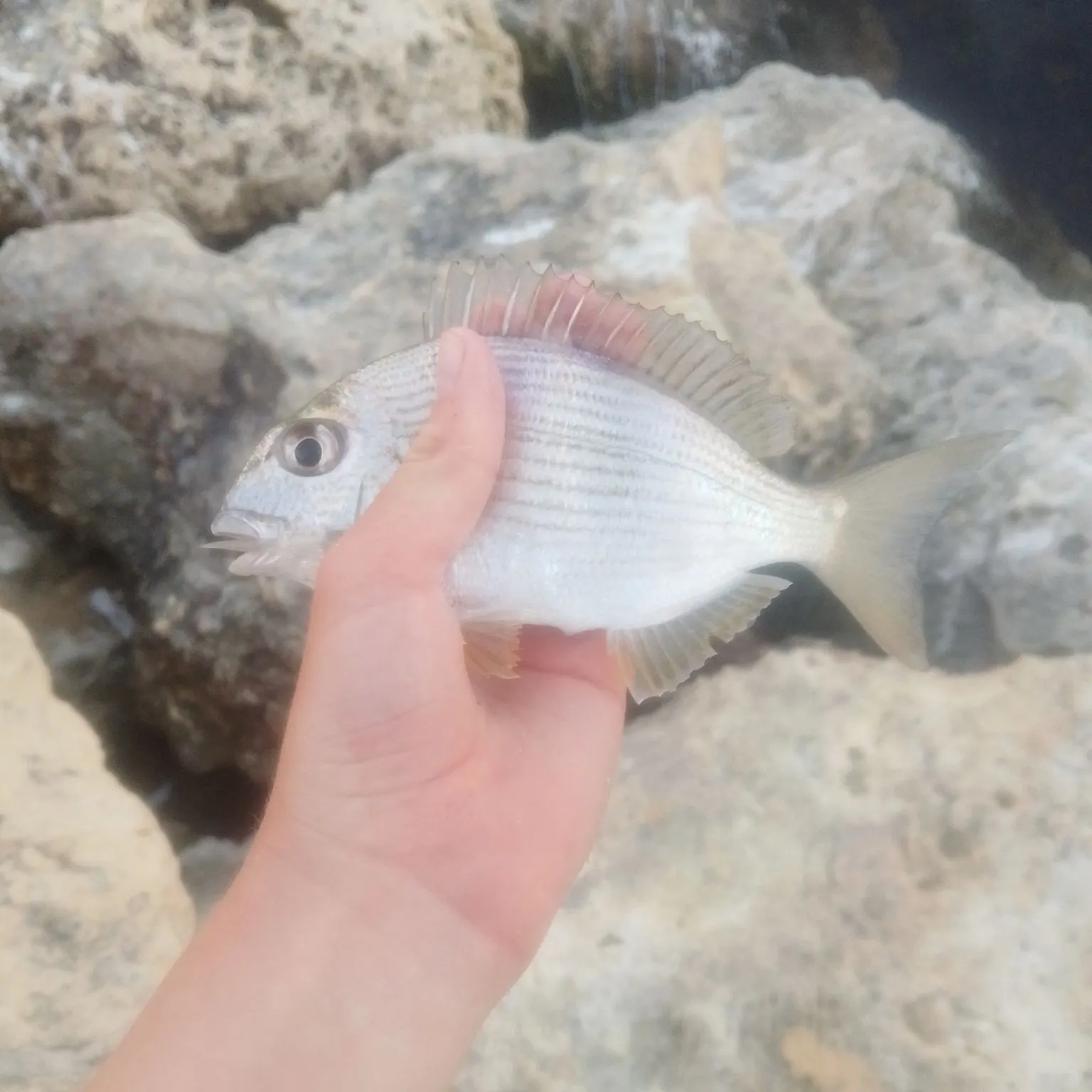 The most recent Goldlined seabream catches on Fishbrain