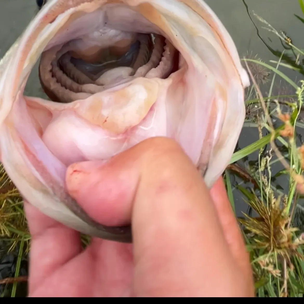 Largemouth bass caught on Fishbrain